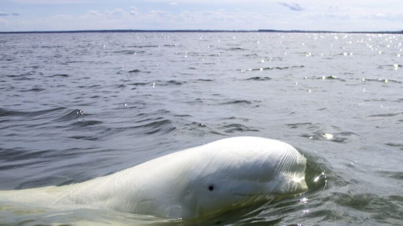 Cliché d'un béluga nageant dans la Baie d'Hudson, au Canada, le 9 août 2022. (Crédit photo Olivier MORIN / AFP) (Photo by OLIVIER MORIN/AFP via Getty Images)