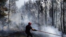 Vosges: le feu de forêt est «fixé», 30 hectares brûlés