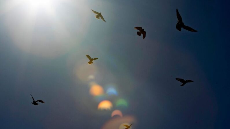 «Nous allons reprendre les traditions de nos anciens et processionner pour demander au Ciel de penser à nous». (Photo DELIL SOULEIMAN/AFP via Getty Images)