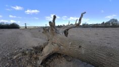 Sécheresse: 68% des nappes phréatiques à des niveaux insuffisants malgré la pluie