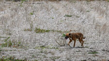 Le monde doit se préparer à des températures records provoquées par El Nino