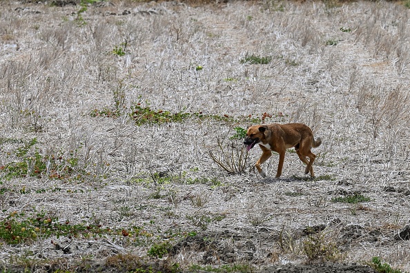 Une rizière asséchée à Naic, dans la province philippine de Cavite, le 3 mai 2023. (JAM STA ROSA/AFP via Getty Images)