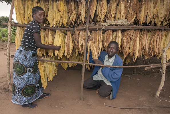 Le tabac dans la grange d'une maison dans le village de Fule, au Malawi. (AMOS GUMULIRA/AFP via Getty Images)