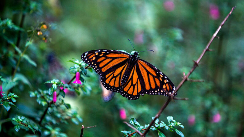 Photo d'archives d'un papillon monarque (Danaus plexippus) le 19 décembre 2016. (Enrique Castro/AFP via Getty Images)