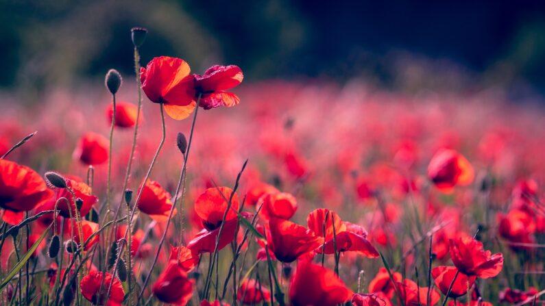 Un champ de coquelicots (Pixabay)