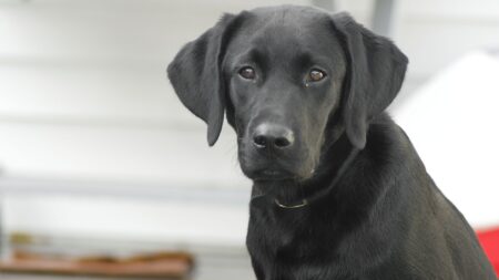 Dordogne : les pompiers sauvent un labrador coincé sur le toit d’un immeuble