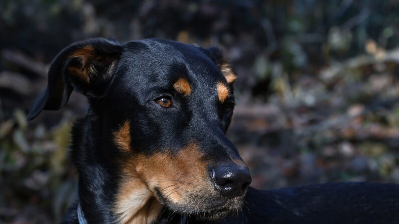 Un beauceron. (christels/Pixabay)