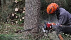 Eure: un petit garçon de 6 ans meurt écrasé par un arbre à Sylvains-les-Moulins