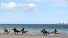 Pas-de-Calais: trois cavaliers dont deux enfants pris en charge après une lourde chute sur la plage de Wissant