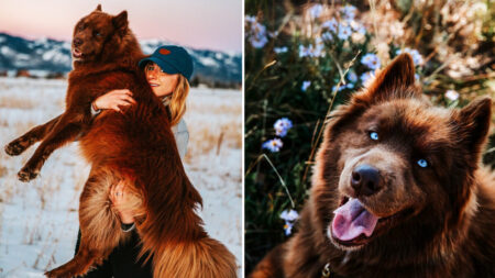 Un husky de Sibérie aussi énorme qu’un ours fascinant avec ses yeux bleus perçants