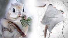 [Vidéo] Un photographe brave la forêt enneigée pour photographier de mignons écureuils volants nains du Japon