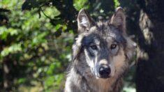 Loire: quatre louveteaux sont nés au parc animalier de Saint-Martin-la-Plaine