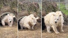 L’ourse qui s’est réveillée grognonne pour commencer sa journée au zoo est devenue un phénomène viral