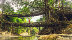 Des « ponts vivants » fabriqués par l’homme sont conçus pour résister pendant des siècles, sans écrous ni boulons (VIDÉO)