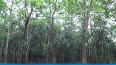 En Guinée, une forêt au cœur de la capitale disparaît à cause d’une urbanisation non-contrôlée