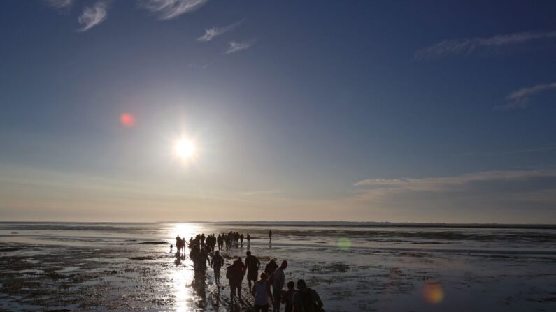 Un groupe de marcheurs de la mer des Wadden traverse la mer des Wadden de Hallig Langeness à Dagebuell, dans le nord de l'Allemagne, le 22 juillet 2013. (Christian Charisius/DPA/AFP via Getty Images)