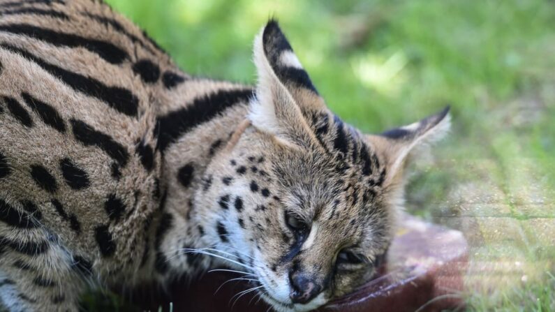 Un serval mange une friandise glacée avec du sirop et du poulet pour se rafraîchir pendant une vague de chaleur, au zoo de La Flèche. (JEAN-FRANCOIS MONIER/AFP via Getty Images)