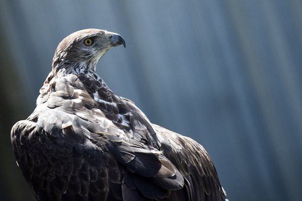 Aigle de Bonelli.    (SEBASTIEN SALOM-GOMIS/AFP via Getty Images)