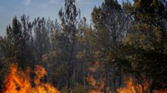 Incendie dans les Vosges, une dizaine d’hectares détruits