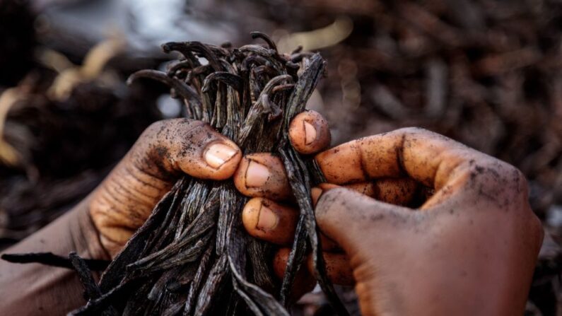 Ces vols qui frappent chaque année l'archipel polynésien principalement au printemps, « génèrent chez les vaniliculteurs un lourd préjudice financier et moral », a rappelé le procureur de Papeete. (Photo BADRU KATUMBA/AFP via Getty Images)