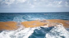 La Guadeloupe expérimente les barrages flottants face aux sargasses