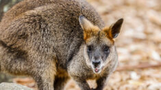 Après plus d’une heure, les pompiers réussissent à capturer le wallaby qui s’était échappé de chez sa propriétaire