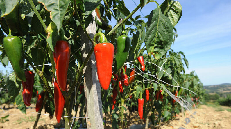 Le piment d'Espelette. Illustration. (Photo GAIZKA IROZ/AFP/GettyImages)