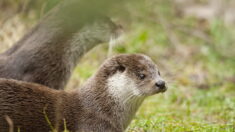 «Elle revient de loin»: menacée de disparition dans les années 80, la loutre se réinstalle lentement en France