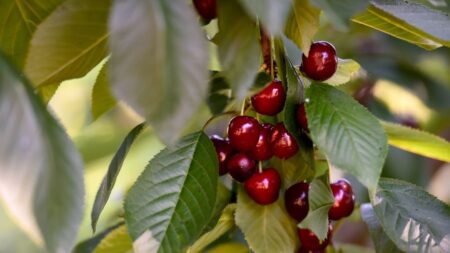 Pourquoi les cerises se vendent autour de 20 euros le kilo en ce moment?