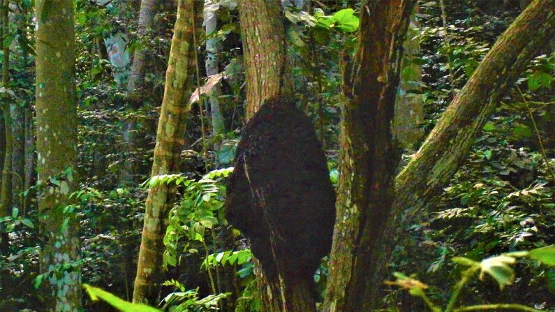 Nid de termites à Welchman Hall Gully (paroisse de Saint Thomas, Barbade). WIKIMEDIA/OLYMPUS DIGITAL CAMERA/CC BY-SA 4.0