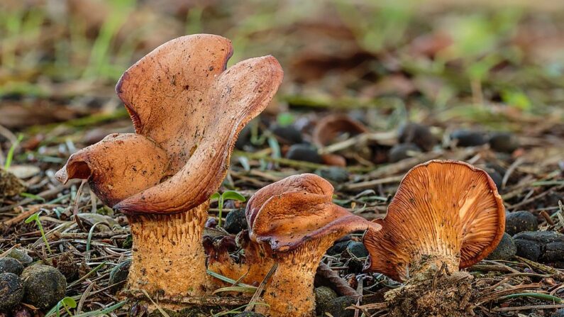 Le clitocybe inversé (Lepista inversa) contient une molécule capable de corriger certains types de mutations.
Dominicus Johannes Bergsma / Wikimedia Commons, CC BY-SA