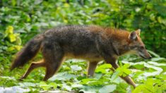 Un chacal doré aperçu en Alsace pour la première fois