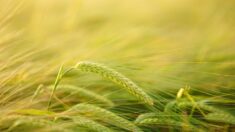 Fête des pères: un agriculteur écrit un message en lettres géantes dans son champ