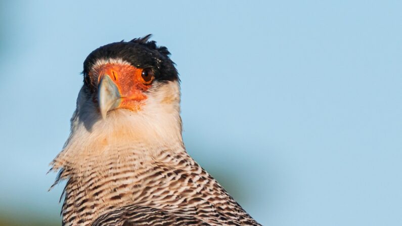 Un Caracara. (Photo: Beto_MdP/Pixabay)