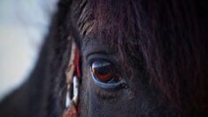 Val-d’Oise: une trentaine de pompiers interviennent pour sauver un cheval coincé dans la boue