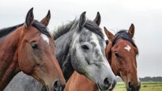 Quatre chevaux retrouvés sur le périphérique nantais, en pleine nuit