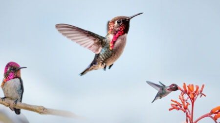 Ce bijou d’oiseau est si petit qu’on le prend souvent pour une abeille, mais il s’agit en fait du colibri abeille