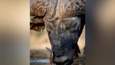 Une belle relation symbiotique: un photographe prend en photo un piquebœuf à bec rouge qui se pose sur le museau d’un buffle d’Afrique pour boire de l’eau