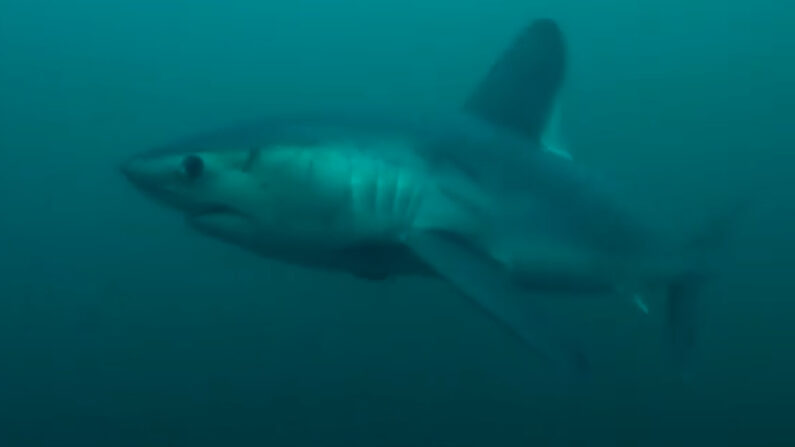 Capture d'écran d'un requin-taupe. (Facebook Association Apecs.)