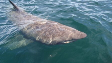 Des plongeurs filment et nagent aux côtés d’un requin-pèlerin au large du Pas-de-Calais