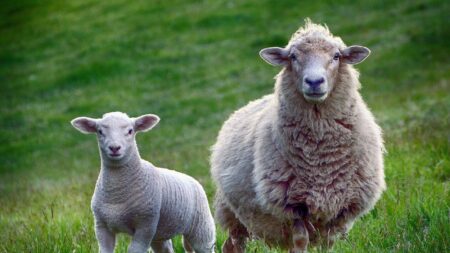 Dordogne: Des « moutondeuses » entretiennent les espaces verts à Trélissac