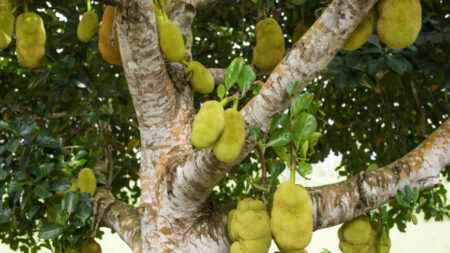 Le jacquier : étrange, nourrissant et délicieux