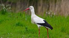 La cigogne au bec coincé dans une canette de Coca-Cola a été secourue