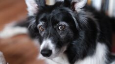 Un chien tombe d’un balcon au deuxième étage d’un immeuble en Dordogne