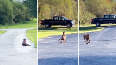 Une chienne reconnaissante attend chaque jour dans une allée l’arrivée de la personne qui lui a porté secours il y a deux ans