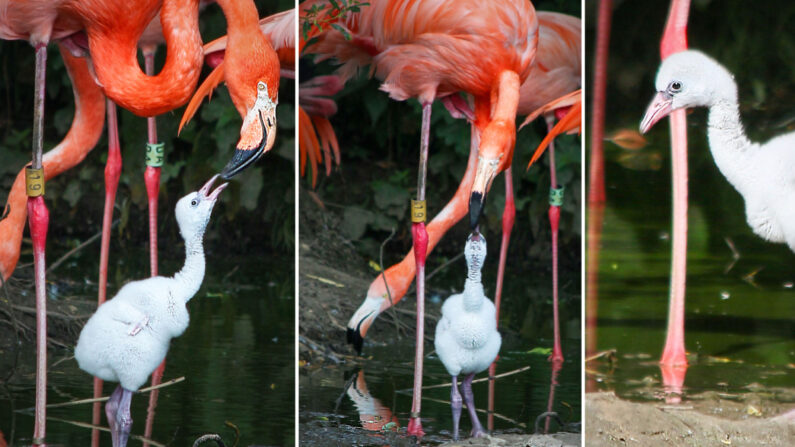 (Avec l'aimable autorisation du zoo de Whipsnade)