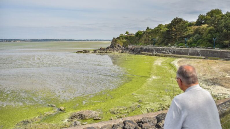 Plage de Vallais couverte d'algues vertes toxiques près de Saint-Brieuc, dans le nord-ouest de la France le 10 juillet 2019. (Photo LOIC VENANCE/AFP via Getty Images)