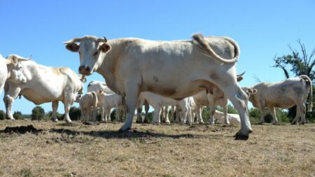 Divergences sur l’accord UE-Mercosur: entre inquiétudes et espoirs des agriculteurs de chaque côté de l’Atlantique