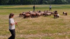 Présence de 906 loups en France: une estimation qui fait polémique