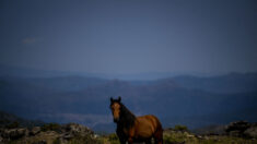 Des «chevaux sapeurs» mis à contribution contre les feux de forêt au Portugal